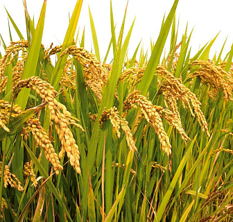 Комплекс защитных мер для риса