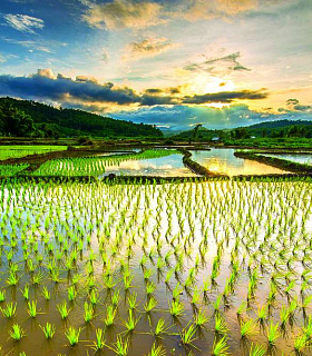 Аспекты выращивания риса