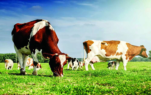 Тепловой стресс молочных коров