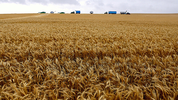 Запасы зерна в России упали до самого низкого уровня за шесть лет
