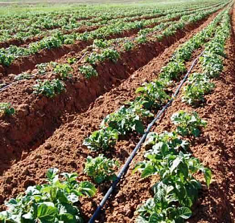 Интегрированная защита  почвы при выращивании картофеля