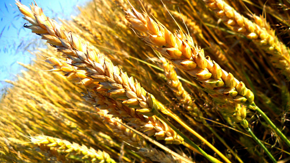 Быстрое падение экспортных цен на российскую пшеницу закончилось. Спекулянты, спасибо!