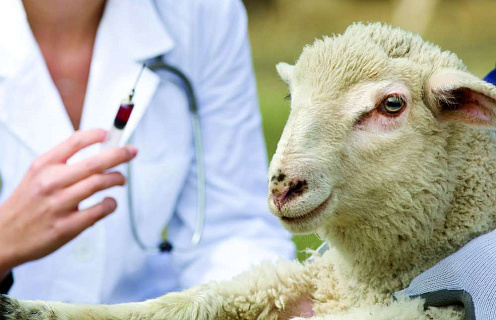 Превентивные меры против брадзота овец