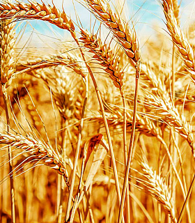 Удобрения для твердой яровой пшеницы