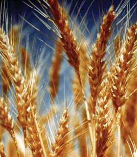 Сорняки в яровой пшенице 